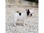 Good French Bulldog puppies looking for new home