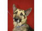 Adopt Chief a BrownChocolate - with Black German Shepherd Dog M