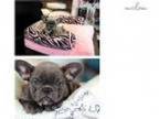 Blue and Blue Pied French Bulldog Babies - Will go