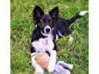 Adopt MASON a White - with Black Border Collie Mixed dog in Mon