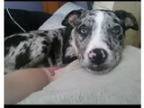 Adopt Quinn a Merle Catahoula Leopard Dog Mixed dog in Lakevill