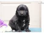 Annie SW Black Healthy AKC Newfoundland puppy