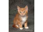 LINUS Domestic Mediumhair Kitten Male
