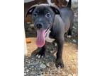 Mikey Pit Bull Terrier Puppy Male