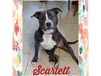 Scarlett American Staffordshire Terrier Young Female