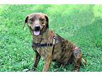 FLETCHER-FOSTER NEEDED Mountain Cur Young Male