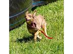 Zhorbit (MI) Rat Terrier Senior Female