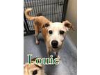 Louie 13807 Jack Russell Terrier Senior Male