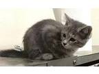 Chance - tabby kitten in Foster Care Domestic Shorthair Young Male