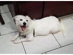Dottie Westie, West Highland White Terrier Young Female