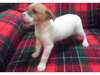 Jack Russell Terrier Puppy for