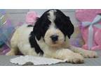 English Springer Spaniel Puppy for Sale - Adoption, Rescue