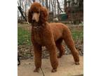Standard Poodle Puppy for Sale - Adoption, Rescue