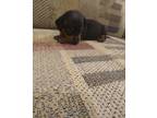 Miniature Dachshund Puppy for Sale - Adoption, Rescue