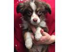 Toy Australian Shepherd Puppy for Sale - Adoption, Rescue