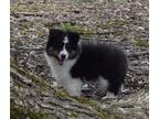 Shetland Sheepdog Puppy for Sale - Adoption, Rescue