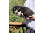 Alaskan Malamute Puppy for Sale - Adoption, Rescue