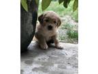Golden Retriever Puppy for Sale - Adoption, Rescue