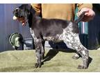 German Shorthaired Pointer Puppy for Sale - Adoption, Rescue