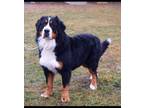 Bernese Mountain Dog Puppy for Sale - Adoption, Rescue