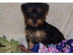 Silky Terrier Puppy for Sale - Adoption, Rescue