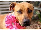 Charlotte JuM Black Mouth Cur Young Female