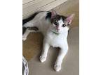 Royce American Shorthair Young Male