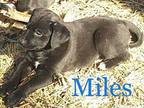 Blues litter 'Miles Pit Bull Terrier Puppy Male