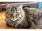 Asher Maine Coon Adult Male