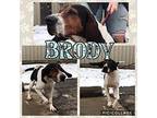 Brody Treeing Walker Coonhound Adult Male