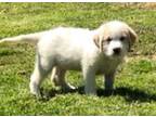 Brandon Great Pyrenees Puppy Male