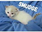 Smudge Siamese Kitten Male
