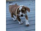 Aston Beagle Puppy Female