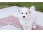 Gidget Poodle (Toy or Tea Cup) Puppy Female