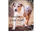 Emmy Pit Bull Terrier Puppy Female