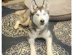 Lucy Siberian Husky Young Female