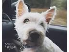 Mulligan Westie, West Highland White Terrier Senior Male