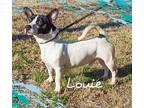 Louie/Oxford Feist Young Male