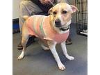 Daisy Jack Russell Terrier Adult Female