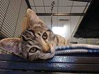 Gopher- Medina Petsmart Domestic Shorthair Kitten Male