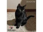 Shadow American Shorthair Young Male