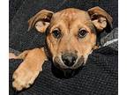 SUNNY Jack Russell Terrier Puppy Female