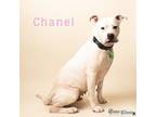 Chanel Boxer Adult Female