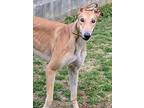 Copper Greyhound Adult Male