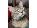 Miles Maine Coon Adult Male