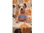 Ralphie Pit Bull Terrier Puppy Male