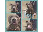 Beau Pit Bull Terrier Adult Male