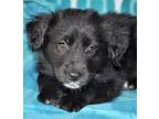 Beri Border Collie Puppy Female