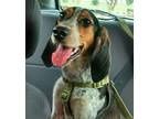 Minnie Bluetick Coonhound Young Female