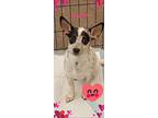 Scary Rat Terrier Puppy Female